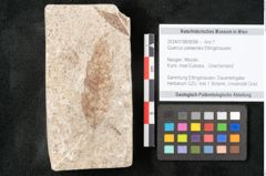 Foto (Objekt + Etikett) von Quercus palaeoilex Ettingshausen (NHMW-GEO-2024-0188-8098)